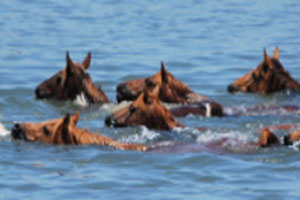 Horses"